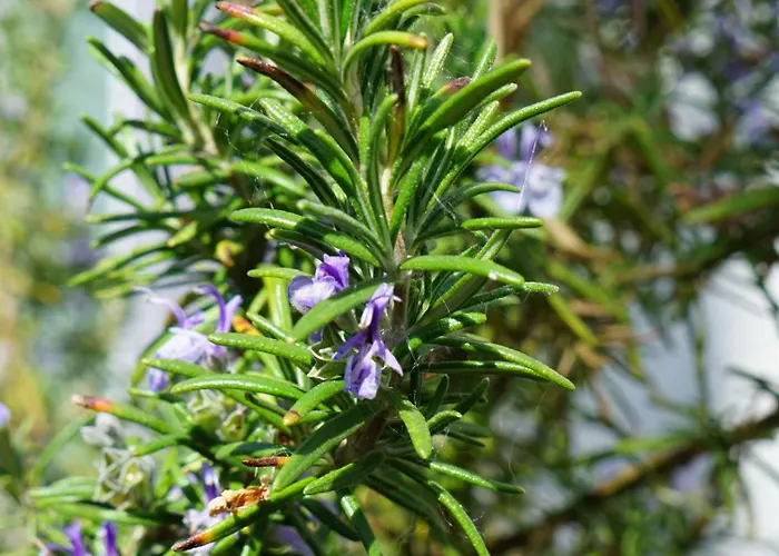 Hola Auszeit - Ehemalige Scheune Am Dassower