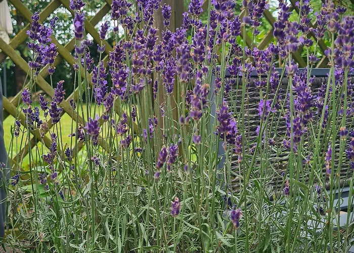 Hola Auszeit - Ehemalige Scheune Am Dassower * Dassow